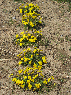 pansy mulched